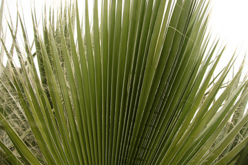 Palm Tree 