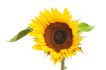 Naklejka premium Sunflower and leaves