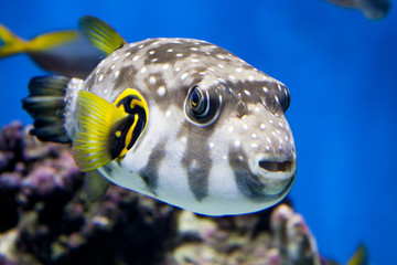 Arothron Hispidus - exotic spotted fish © vilena krushinskaya