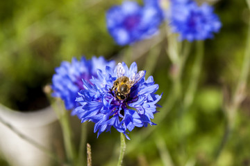 Bee on the blue cornflower