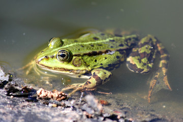 Wasserfrosch (Teichfrosch) Pelophylax esculentus