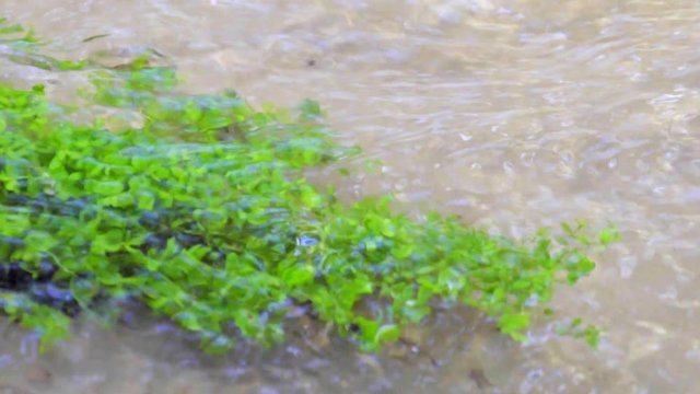 Kristall klarer Bach fliesst idyllisches durch eine gr&uuml;ne Ufer Landschaft mit sandigen Flussbett