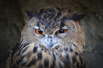 Hibou grand-duc