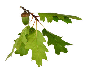 Oak leaves and acorn isolated on white background without shadow