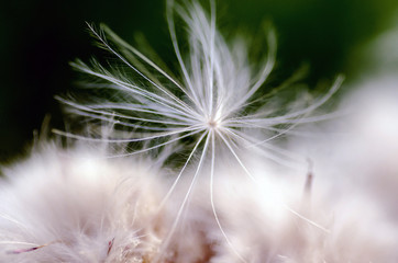 Obraz na płótnie Canvas Flower dandelion