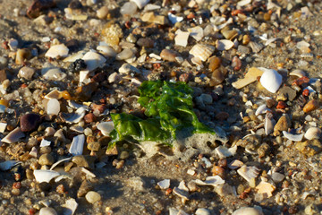 Strandgut