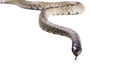 Snake Lampropeltis getula splendida Isolated