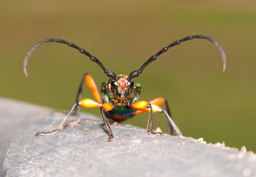 Plinthocoelium suaveolens, a large, iridescent longhorned beetle with beautiful contrasting colors