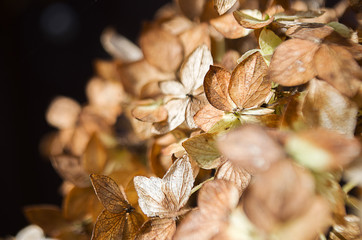 Dried hydrangea flowers