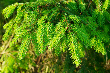 Close-up of green spruce branch. Pomerania, northern Poland.