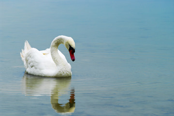 A white mute swan swimming in Drestwo lake. Podlaskie province, north-eastern Poland.