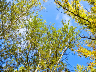 Looking up in a forest on autumn