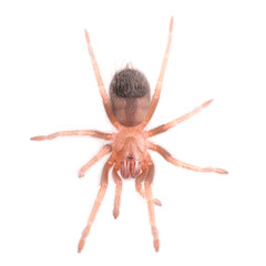 Brachypelma vagans spider Isolated