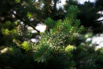 Fototapeta na wymiar detail of green fir-tree branches in forest