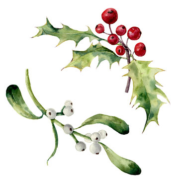 Watercolor holly and mistletoe set. Hand painted christmas floral element isolated on white background. Botanical illustration for design