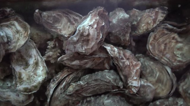 Oysters in the Water