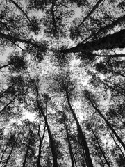 Looking up in the forest on the trees