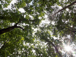 Looking up in the forest on the trees