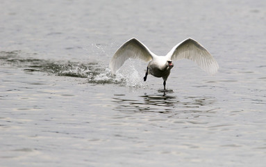 Swan is taking off from water. Swan running on water.River Danube in Zemun,Belgrade Serbia.