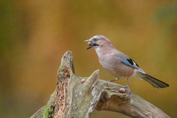 Eurasian Jay with acorn on very autumnal background