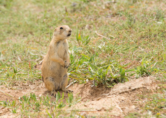 Naklejka na ściany i meble Black-tailed Prairie Dog standing up next to his burrow entrance, observing his surroundings