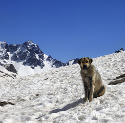 Dog in snow mountains at sun spring day