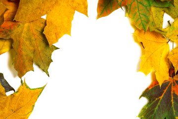 Autumn multicolor dried maple leaves