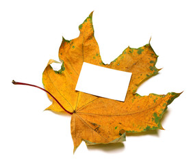 Autumnal dried maple-leaf with white empty price card