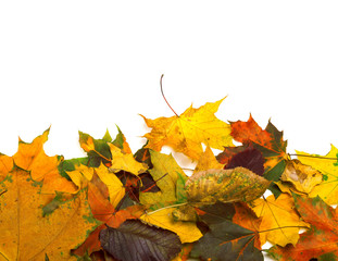 Autumn dried multicolor leafs