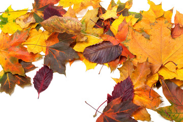 Naklejka na ściany i meble Autumn multicolor maple leaves