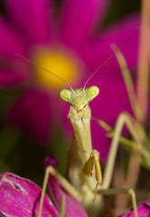 Praying Mantis waiting for prey, with a bright flower on background