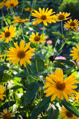 Rudbeckia or coneflowers