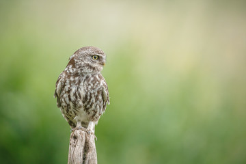Little owl with copy space on right