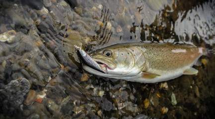 Obraz premium Large salmon. Photo in water. Close-up