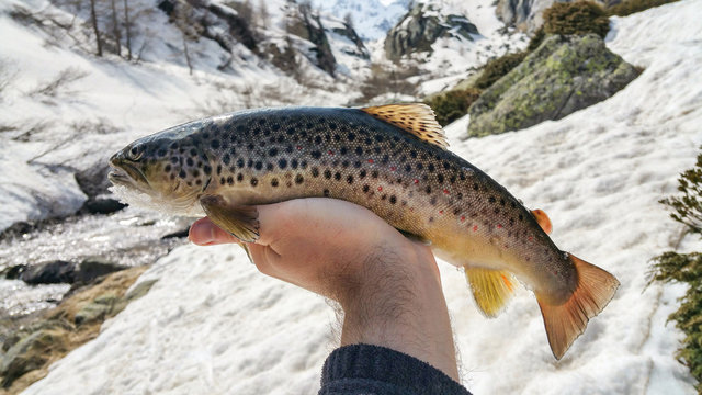 Pesca alla trota nei torrenti alpini