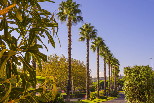 palmiers sur s&eacute;parateur m&eacute;dian de boulevard