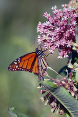 Monarch Butterfly on Milkweed Plant