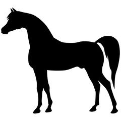 black horse silhouette. Vector animal illustration