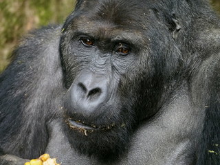Flachlandgorilla Silberrücken, Porträt beim Fressen