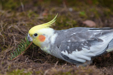 Nymphensittich (Nymphicus hollandicus) (cockatiel, weiro, quarrion)