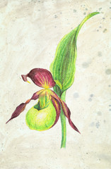 Illustration of lady's-slipper orchid flower. Color pencil drawing on vintage beige background.