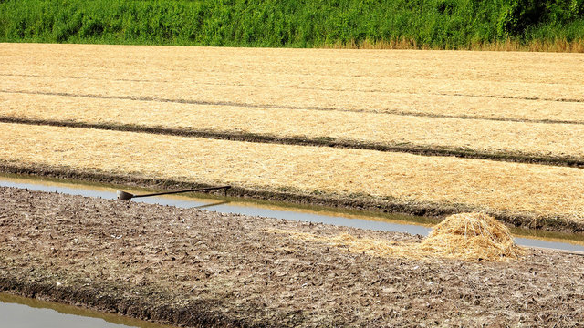 Preparing the soil and straw to cover