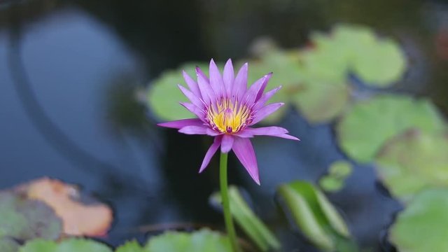 Close up lily flower in a water. Asian outdoors, garden, near the ocean, Bali island.