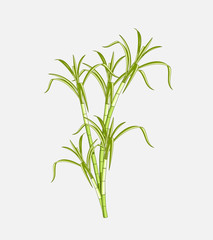 Obraz premium Field Sugarcane Vector