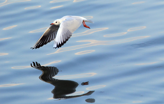 Gull ,Larus ridibundus,rivergull flying above river Danube,in Zemun,Belgrade,Serbia.