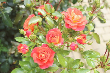 Gebruder Grimm (Korassenet, Eternal Flame, Brothers Grimm Fairy Tale, Gremlin, Joli Tambour) rose in summer garden.