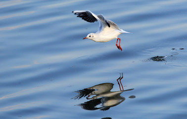 Gull ,Larus ridibundus,rivergull flying above river Danube,in Zemun,Belgrade,Serbia.
