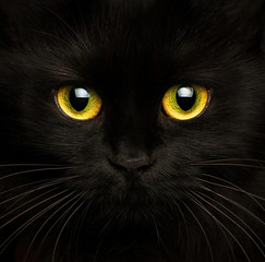 Cute muzzle of a black cat close up