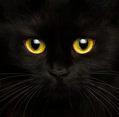 Cute muzzle of a black cat close up