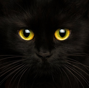 Fototapeta Cute muzzle of a black cat close up